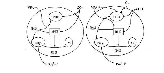 關(guān)于生物除磷的詳解！